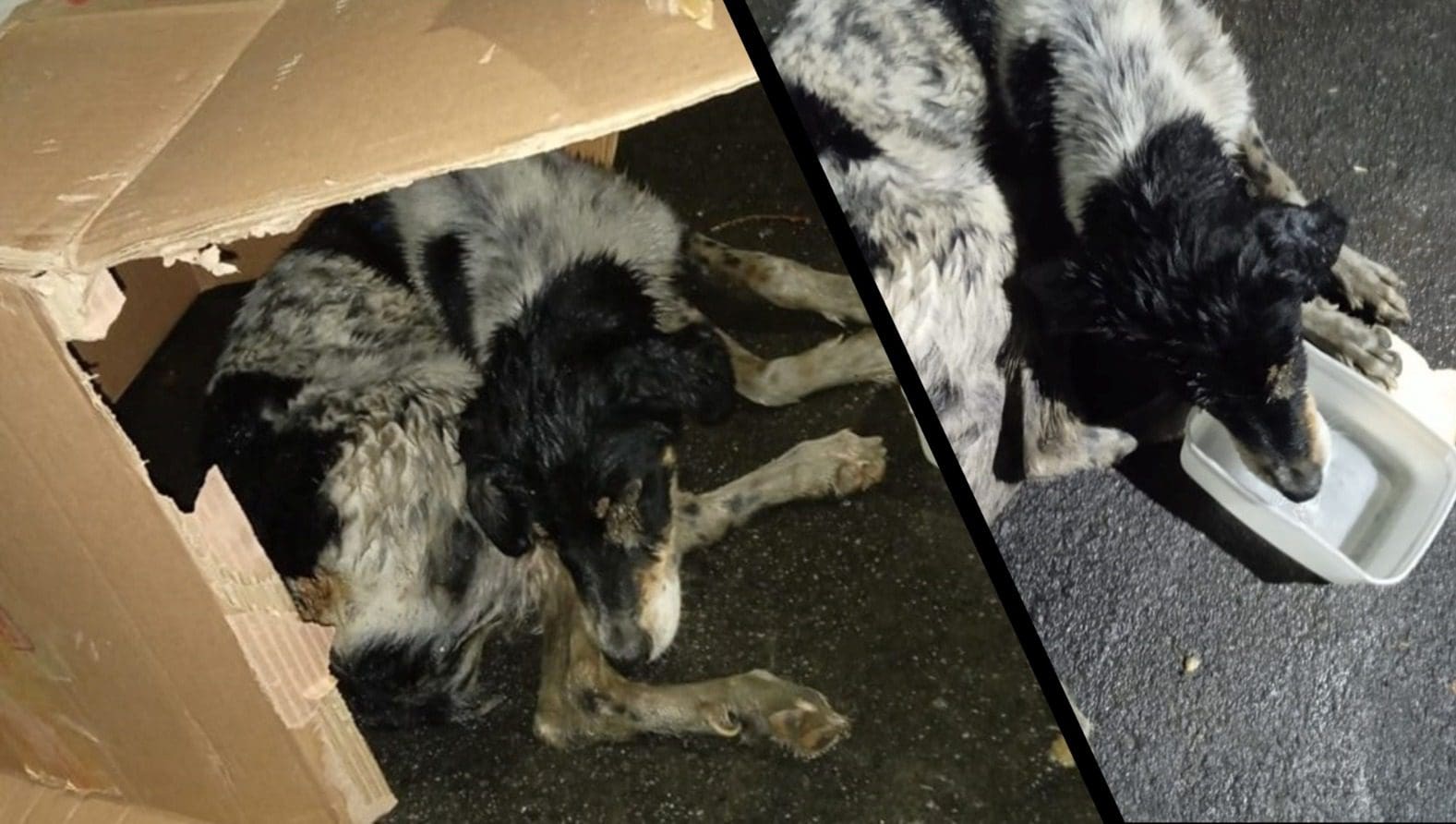 Cachorro recuperado por moradora em Serra DOurada II
