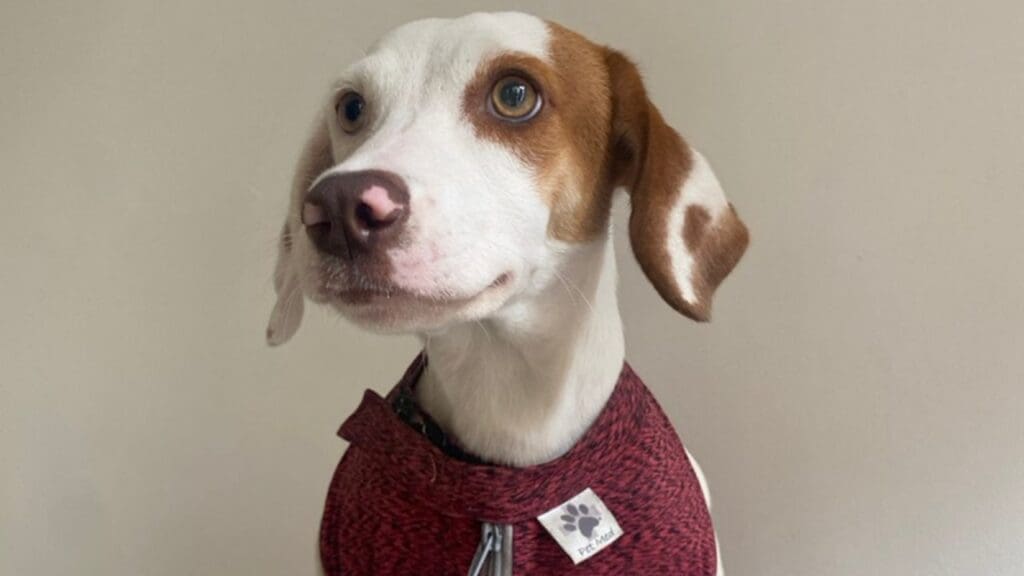 Cachorrinha é resgatada pela Prefeitura de Vitória.