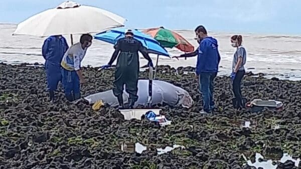 Vídeo: Filhote de baleia jubarte encalha na Praia de Maguinhos e mobiliza resgate