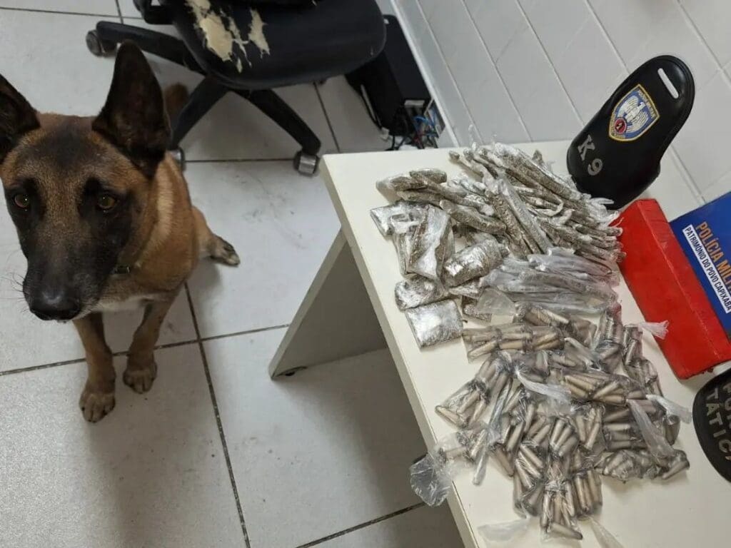 Apreensão realizada pela equipe K9 da Polícia Militar, sobre uma mesa branca, um tablete de maconha, 234 pinos de cocaína e 105 buchas de maconha, e o cão Apollo ao lado da mesa.