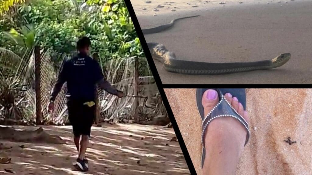 Professora da Serra é picada por cobra em areia da praia de Manguinhos.