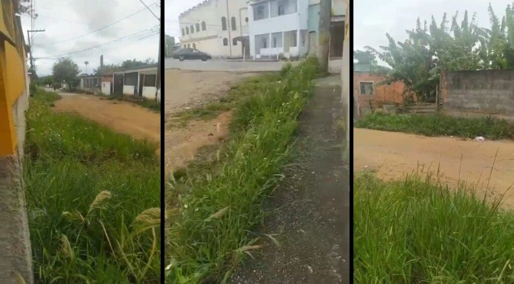 Imagens do mato na rua de Serra Dourada I