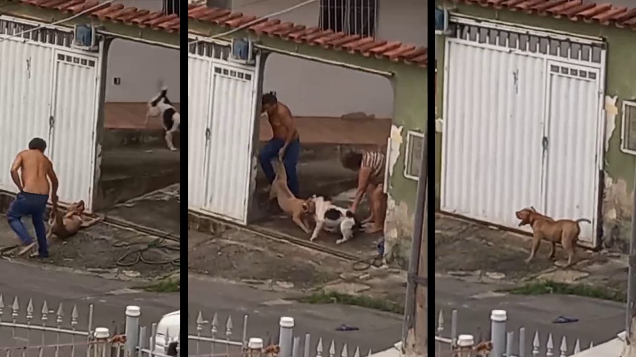 Pitbull invade casa de idosa e ataca cão de estimação na Serra.