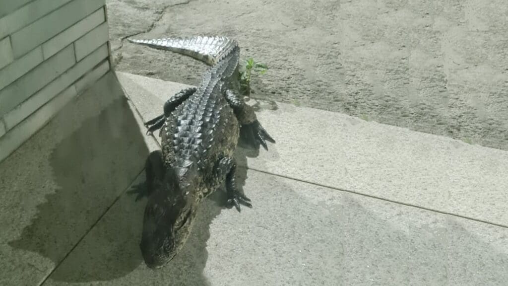 Jacaré aparece de “rolezinho” durante a noite e assusta moradores na Serra Jacare invade bairro e deixa moradores de Moradas de Laranjeiras assustado.