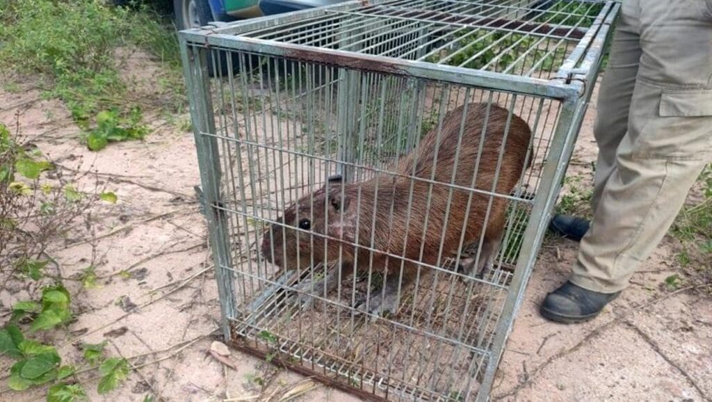 Capivara aparece em terreno de empresa e encanta funcionários na Serra.