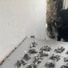 Polícia Militar apreende buchas de maconha e pedras de crack durante operação na Serra