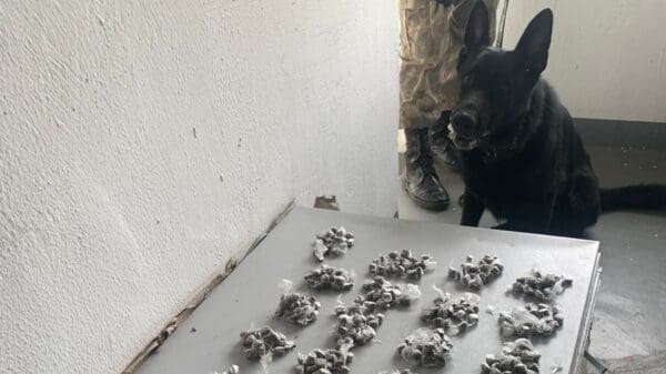 Polícia Militar apreende buchas de maconha e pedras de crack durante operação na Serra