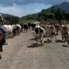 Aberta vagas para curso gratuito de vaqueiro com especialização de animais leiteiros na Serra.