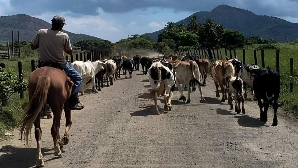 Aberta vagas para curso gratuito de vaqueiro com especialização de animais leiteiros na Serra.