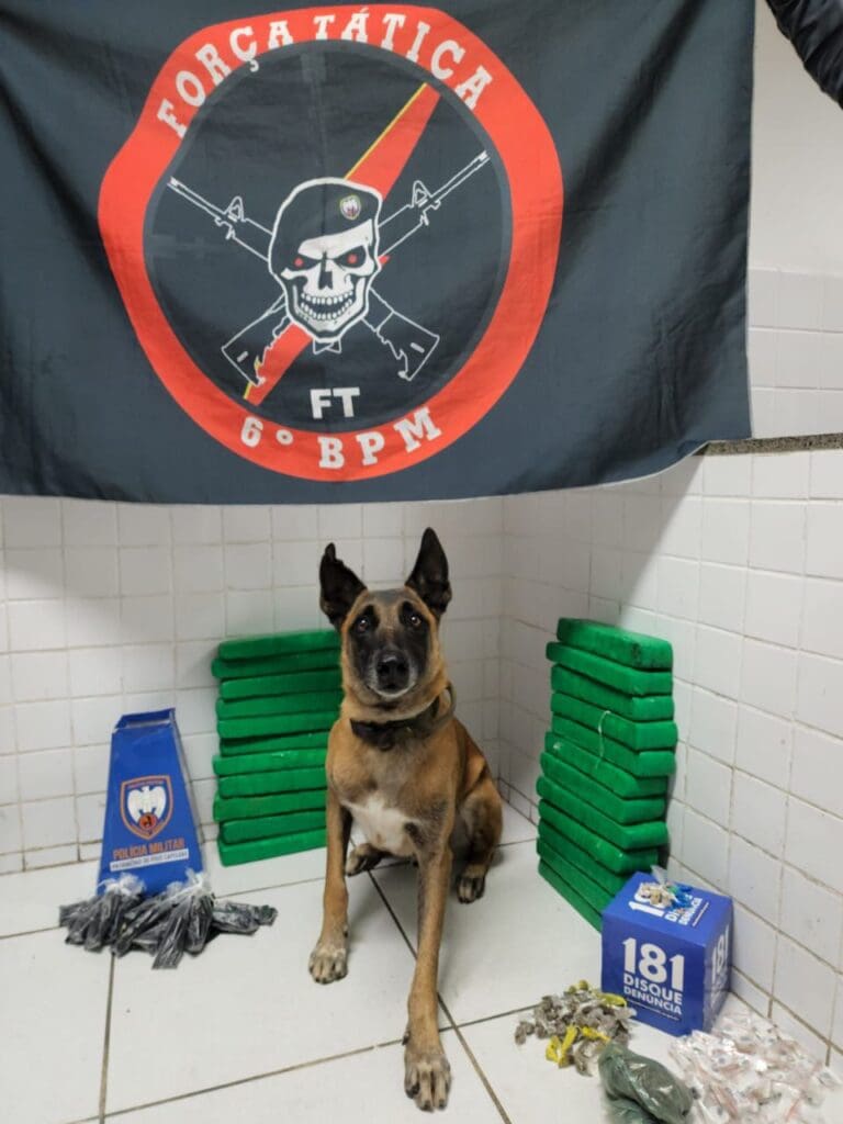 Uma sala com um cachorro farejador da Força Tatica ao lado de tabletes de maconha, acima do animal uma bandeira da Força Tatica do 6º Batalhão da Polícia Militar, com uma caveira de boina com duas metralhadoras cruzadas no fundo.