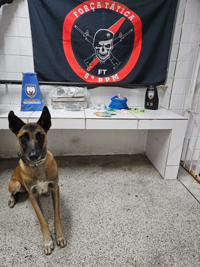 Cão Apollo parado ao lado de uma bancada com as drogas, apreendidas pela equipe K9 da Polícia Militar, na parede a bandeira da Força Tática do 6º Batalhão.