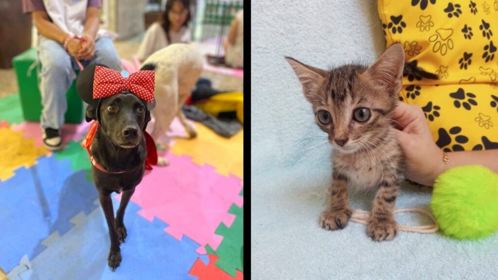 Feira de adoções de cães e gatos ocorrerá em shopping da Serra.