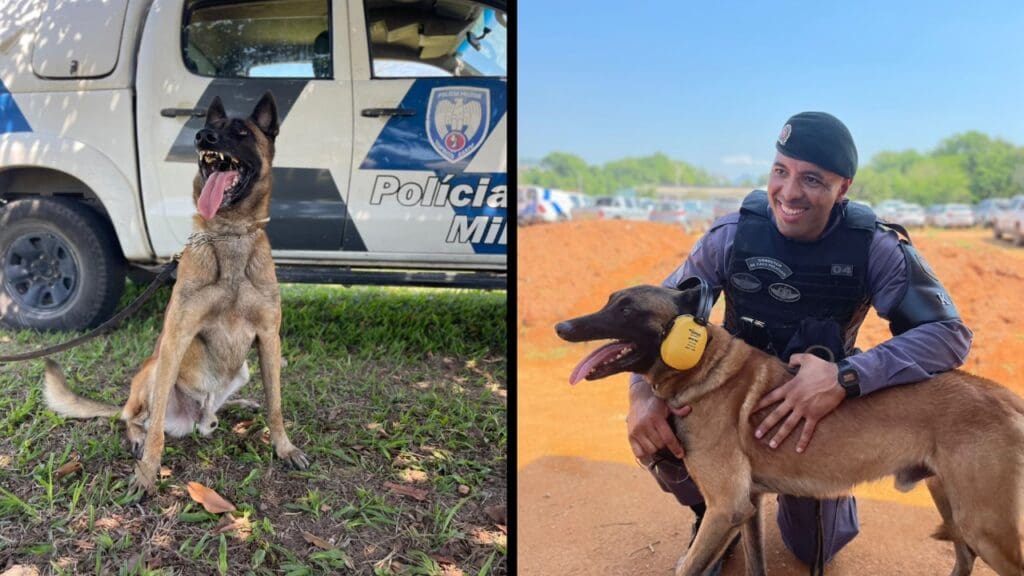 Polícia Militar lamenta a morte por doença de cão farejador na Serra.