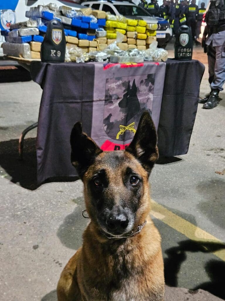 Cão farejador Apollo ao lado das drogas apreendidas durante a ocorrência. 