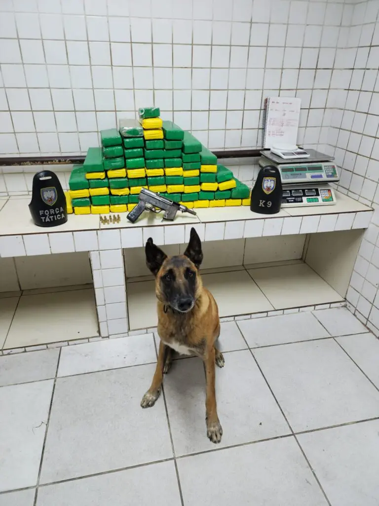 Cão farejador Apollo ao lado das drogas apreendidas pelas equipes da Polícia Militar. 