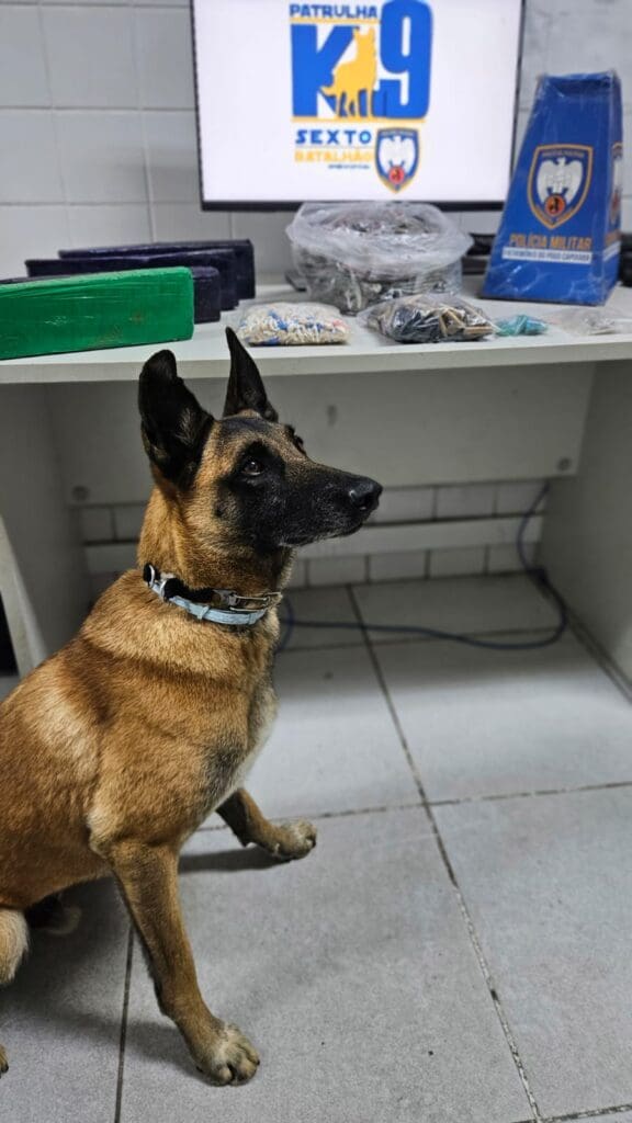 Sobre uma mesa diversas drogas apreendidas pelas equipes da Força Tática, e ao lado da mesa um cão da raça Pastor Alemão.