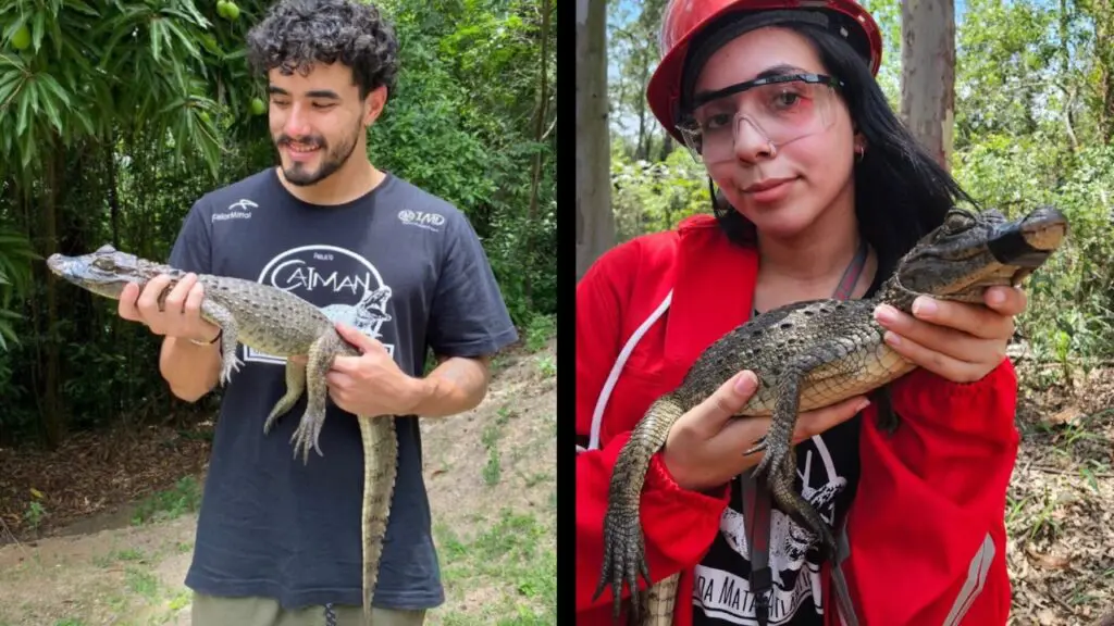 Projeto Caiman resgata jacaré-de-papo-amarelo em empresa na Serra