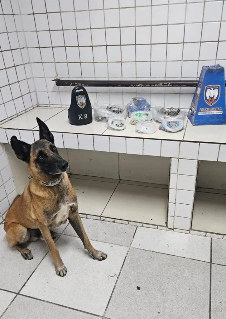 Um cão chamado Apollo ao lado das drogas apreendidas pela equipe da PM.