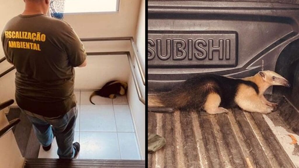 Tamanduá-mirim é resgatado pela Fiscalização Ambiental em condomínio na região de Jacaraípe