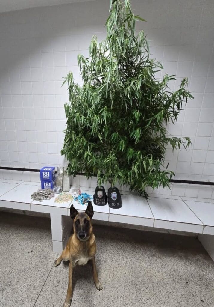 Em uma sala de uma delegacia sobre uma bancada um pé de maconha, 196 buchas e dois tabletes da mesma droga, totalizando dois quilos, 189 pinos de cocaína e 405 pedras de crack, 189 pinos de cocaína e 405 pedras de crack e logo a frente um cão farejador da PM especialista em encontrar armas e drogas.