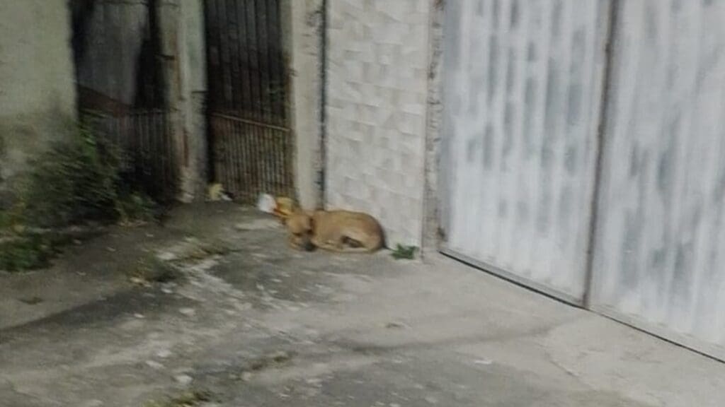 Cachorro ferido e em situação de rua ataca moradores em bairro da Serra
