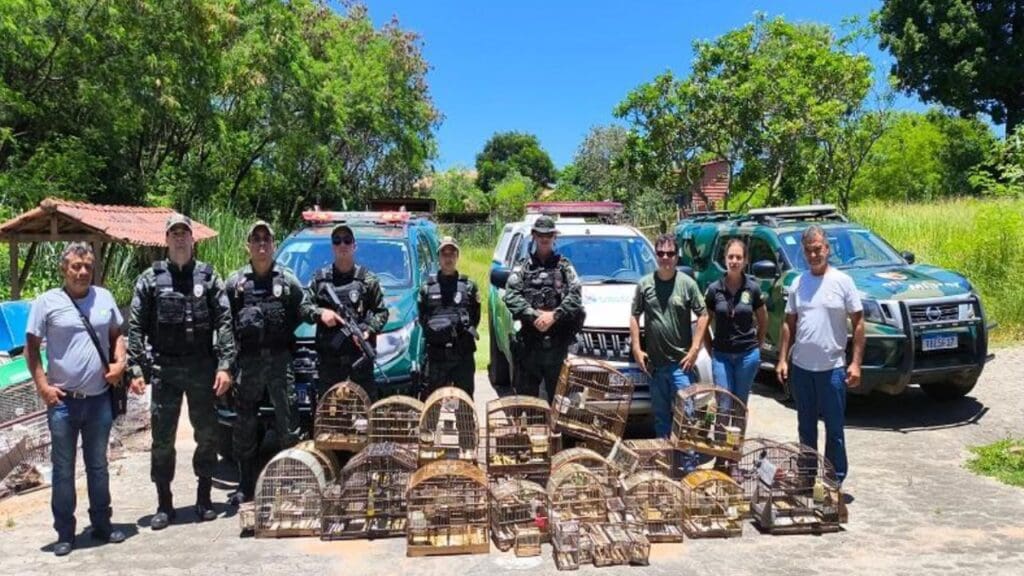 Fiscalização ambiental resgata 27 aves silvestres mantidas ilegalmente em cativeiros na Serra Fiscalização ambiental termina com o resgate de 27 aves silvestres e apreensão de armadilhas na Serra.