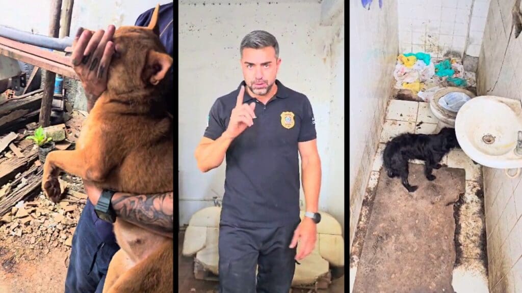 Operação da Polícia Civil resgata 21 animais vítimas de maus-tratos em ferro-velho na Serra Polícia Civil e Prefeitura da Serra resgatam 21 animais vítimas de maus-tratos