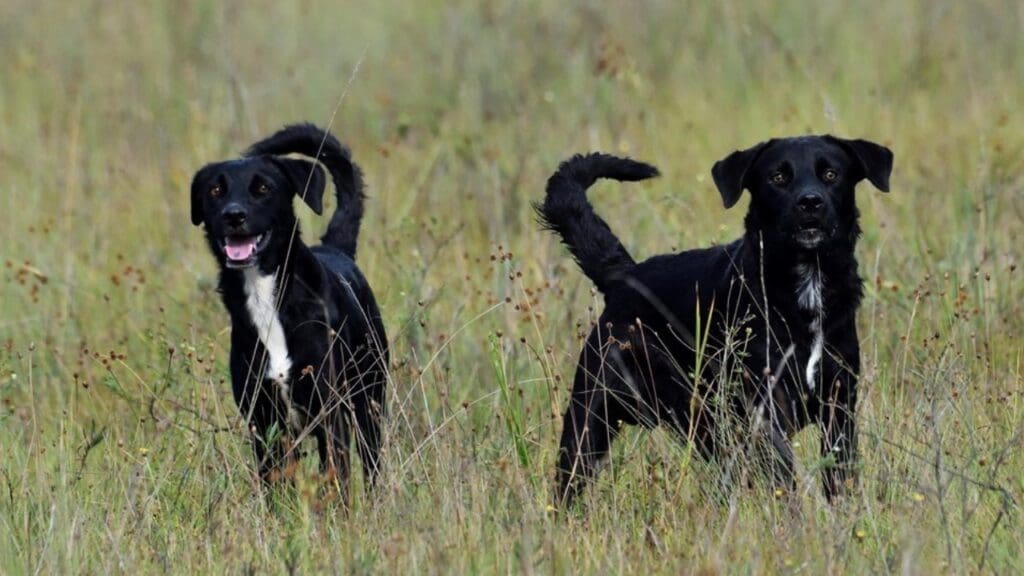 Por que animais domésticos não são permitidos nos parques estaduais.