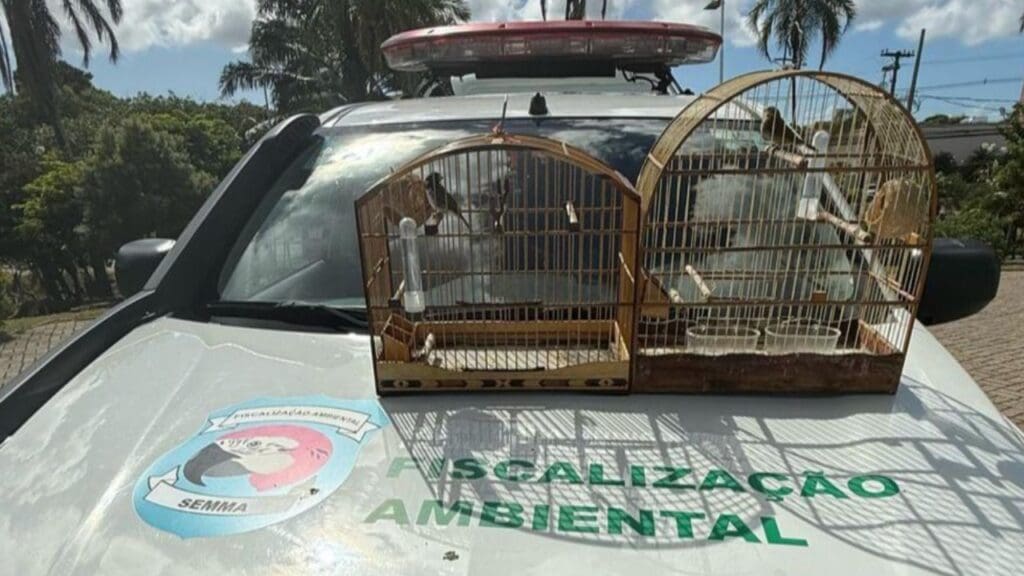 Polícia Ambiental resgata pássaros silvestres em distribuidoras de bebidas na Serra.