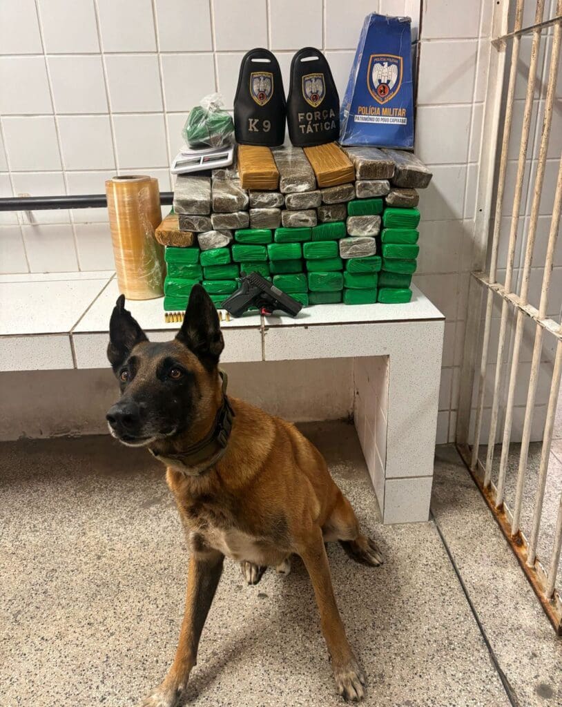 Imagem de um cão da raça pastor Alemão, especialista em farejar armas e drogas (Apollo), ao lado de tabletes de drogas (maconha) empilhados, uma pistola calibre .380, material de embalo e uma balança de precisão, apreendidos durante a ocorrência.