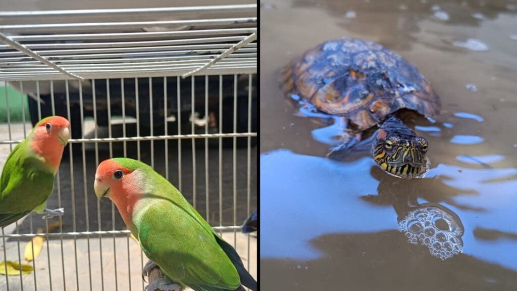 Programa Guardião de Fauna oferece 16 animais silvestres para adoção no ES Animais silvestres, como gaviões-carijó e tartarugas, em recintos do Iema, aguardando adoção pelo programa Guardião de Fauna.