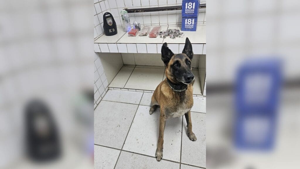 Cão Apollo ao lado dos tabletes de maconha e pinos de cocaína apreendidos pela Força Tática na operação em Cidade Pomar, na Serra.