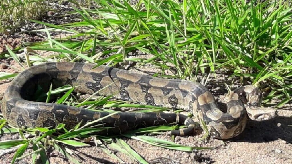 Secretaria de Meio Ambiente dá orientações sobre como agir caso encontre um animal silvestre