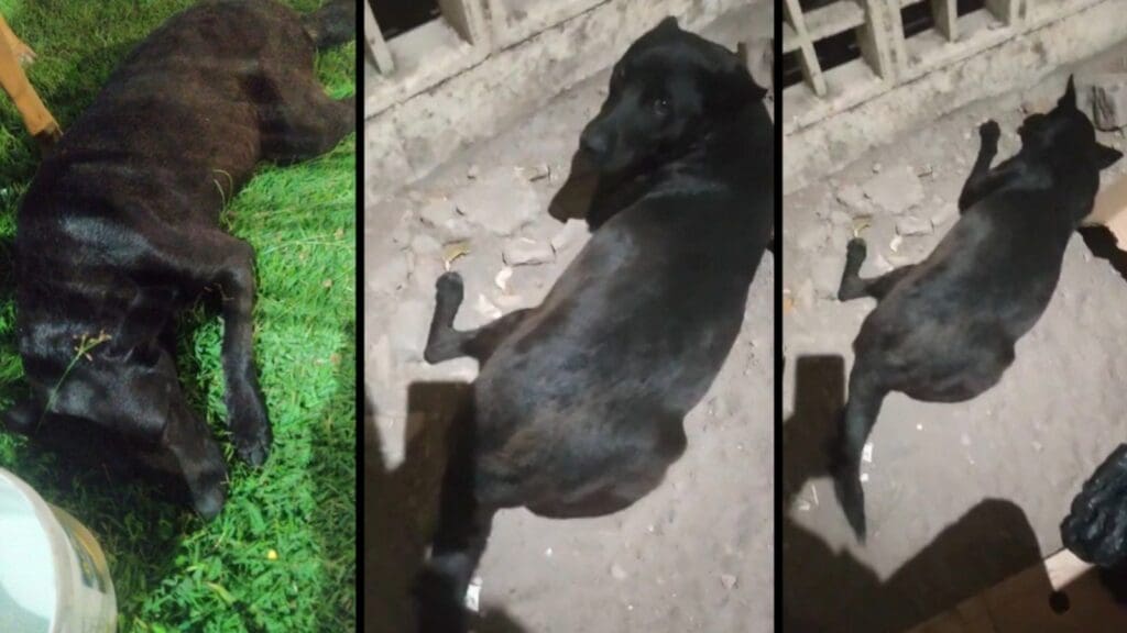 Cadelinha ferida no Terminal de Jacaraípe