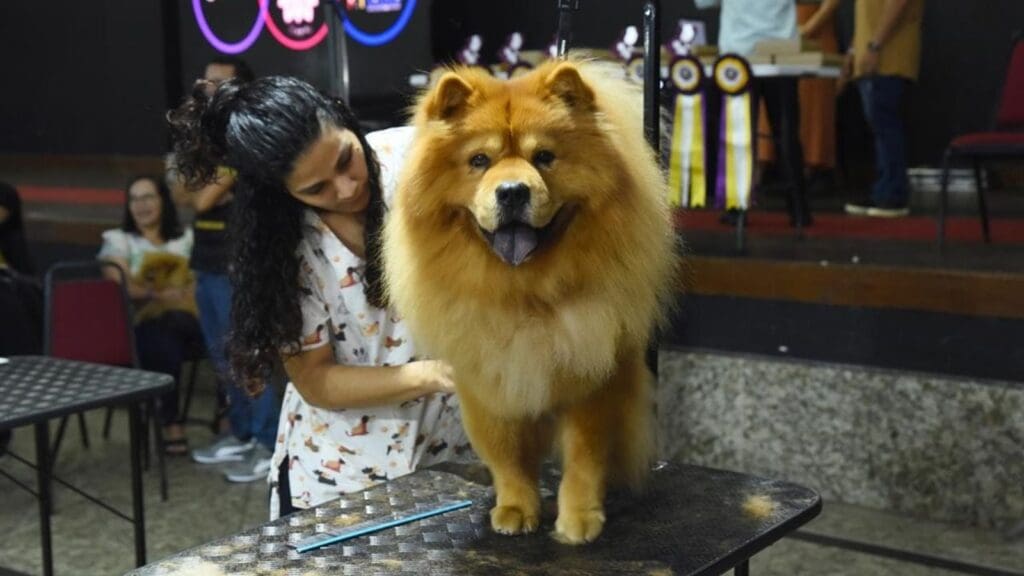 Maior feira pet do ES promete muitas atrações e adoções de animais no Pavilhão de Carapina Pet Fair ES 2025: a maior feira pet do ES promete muitas atrações e adoções de animais