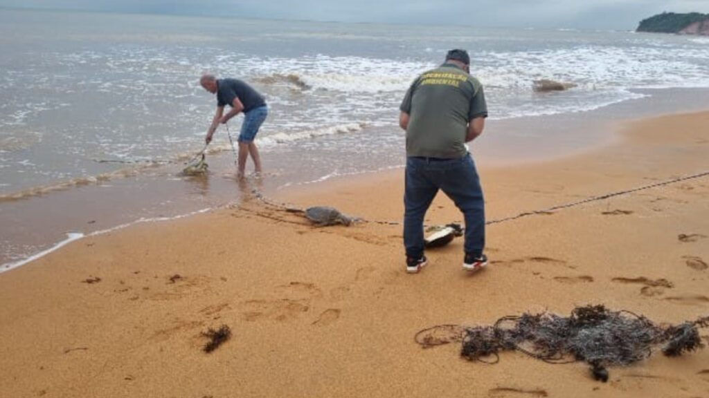 Sete tartarugas são resgatadas em praia da Serra