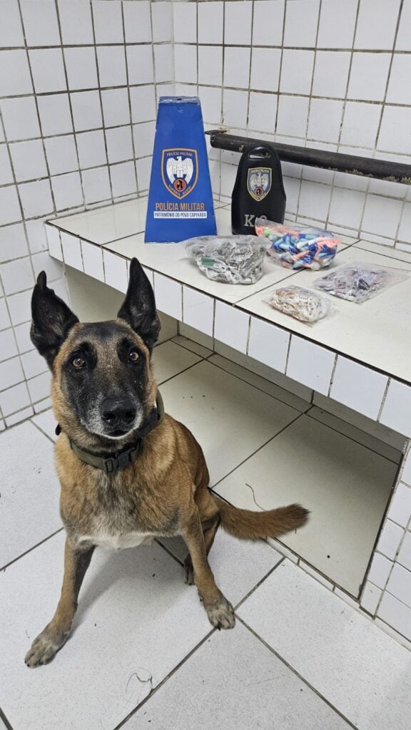 Um cão farejador da raça pastor Alemão, chamado Apollo, sentado ao lado de drogas apreendidas expostas em cima de uma banqueta em uma sala de uma delegacia.