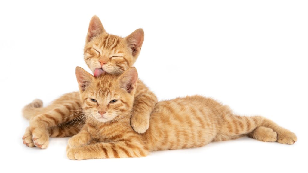 Vitória lança campanha “Gato Seguro é Gato em Casa” para promover guarda responsável Vitória lança campanha “Gato Seguro é Gato em Casa” para promover guarda responsável