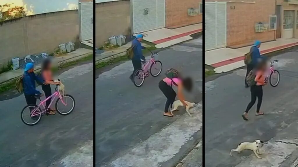 Polícia Civil pede ajuda para localizar casal responsável por abandonar cachorro em rua da Serra