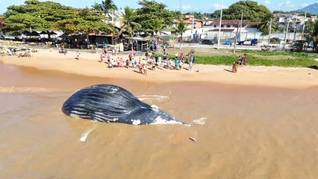 Baleia-jubarte é encontrada morta na praia de Bicanga, na Serra