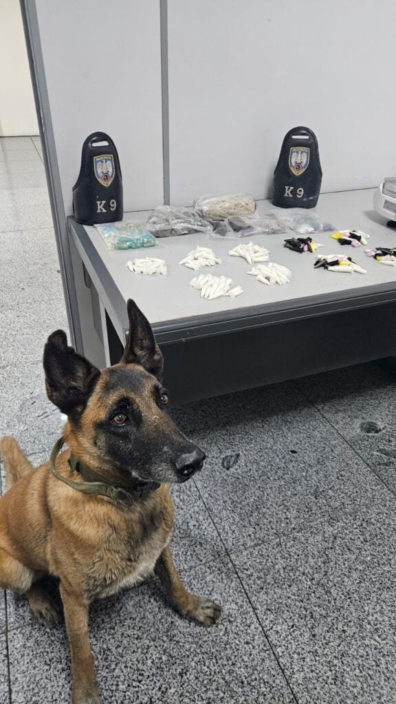 Imagem de materiais apreendidos pela PM. Em uma sala um cão da raça Pastor Alemão, sentado ao lado de uma mesa com um tablete de maconha, 70 buchas de maconha, 11 buchas de skank, 62 unidades de haxixe, duas porções de maconha, 175 pinos de cocaína, 116 pedras de crack e dois aparelhos celulares.