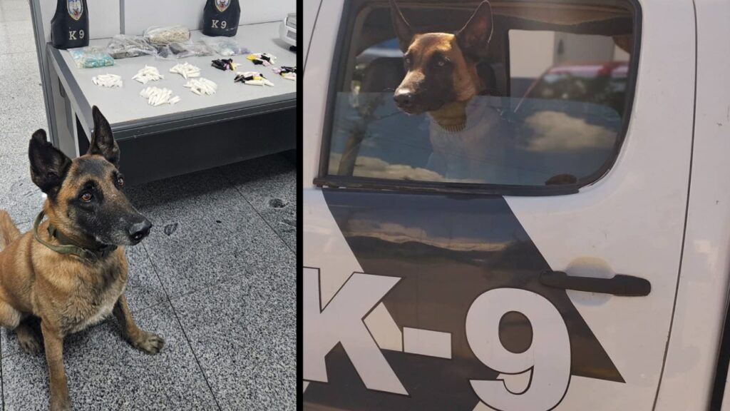 PM apreende drogas após confronto em área de mangue na Serra