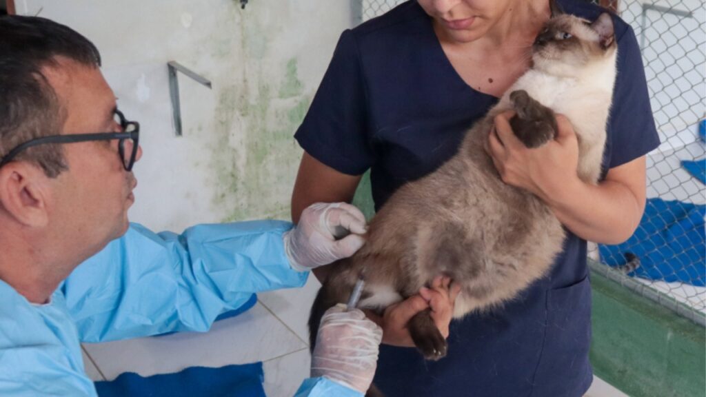 Vacinação antirrábica para cães e gatos começa neste fim de semana na Serra