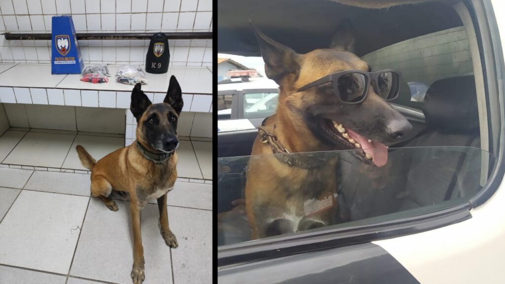 Polícia Militar apreende drogas em área de mata com apoio do cão farejador Apollo na Serra PM apreende grande quantidade de drogas com auxílio de cão farejador na Serra
