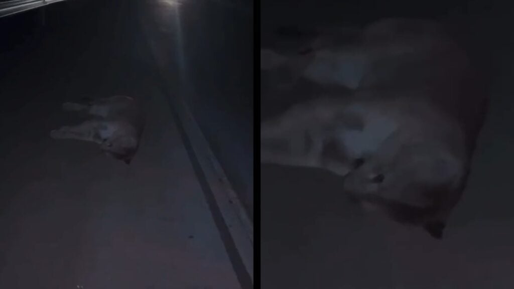 Onça-parda morre atropelada na pista do Contorno do Mestre Álvaro