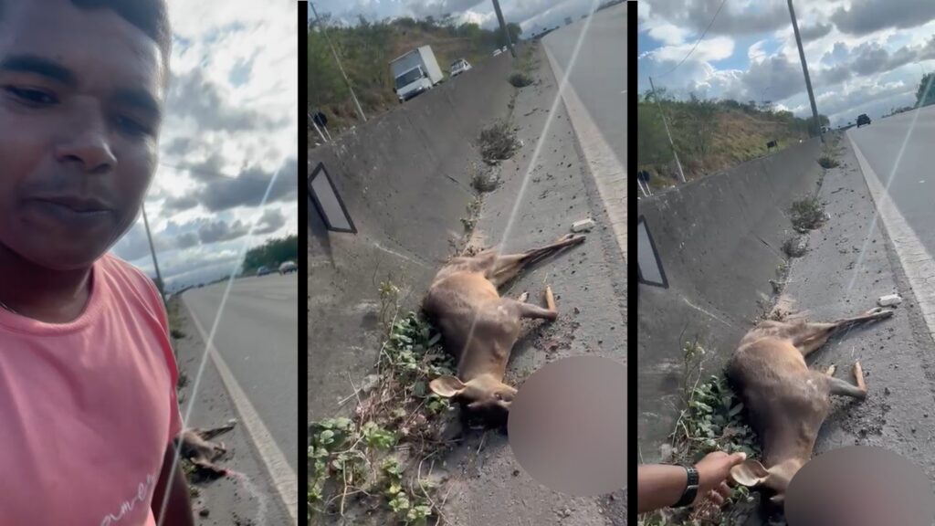Cervo atropelado na rodovia do Contorno do Mestre Álvaro, na Serra.