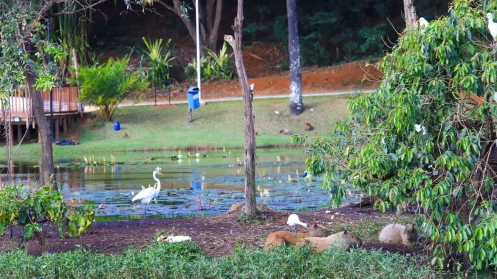 Imagem de uma das paisagens do Jardim Botânico Lêonidas Pinto Mori, um lago com uma garça.
