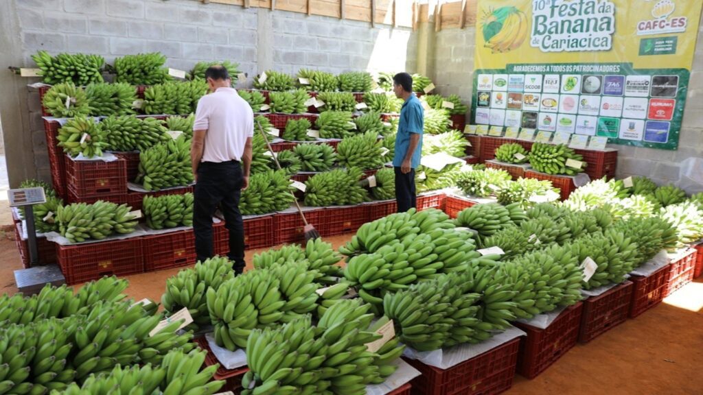 Cariacica é a maior produtora de banana orgânica do ES Cariacica é a maior produtora de banana orgânica do ES e colhe quase 6 mil toneladas em um ano