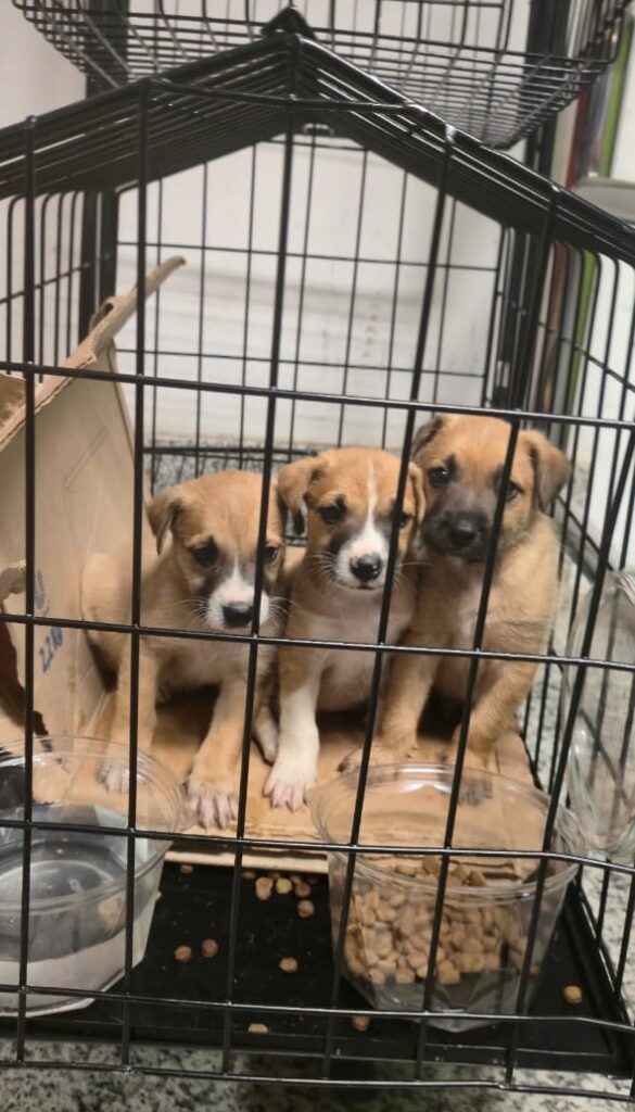 Imagem de filhotes de cachorro dentro de uma gaiola após serem resgatados de uma situação de abandono.