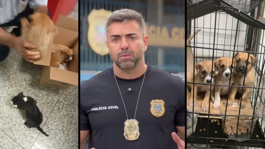 Mulher é presa após abandonar filhotes de cachorro em supermercado de Cariacica Polícia Civil prende mulher que havia abandonado quatro filhotes de cachorro em supermercado de Cariacica